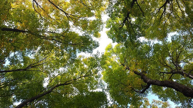 [:hr]krošnje drveća u šumi, pogled s tla prema gore[:]